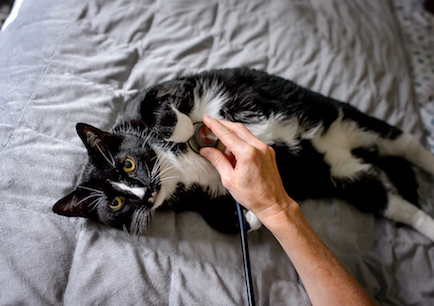 At home vet checking black and white cat with a stethoscope