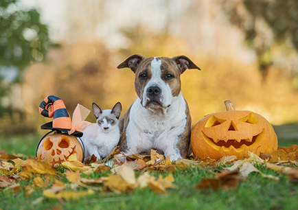 Dog and cat laying next to each other in between two carved pumpkins.