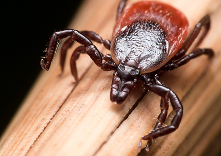 Close up of a dog tick, red and brown bug crawling