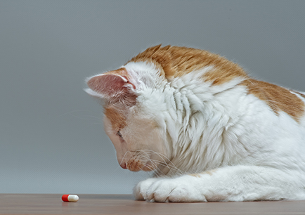 Orange and white cat laying down looking at white and red pill