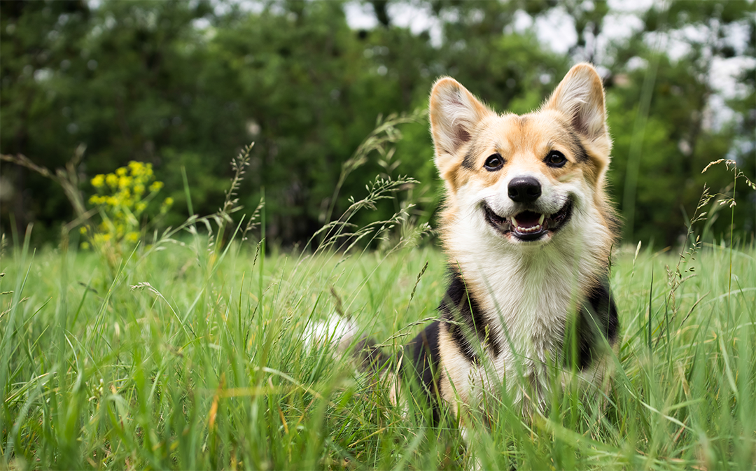Small happy corgi in a grassy field