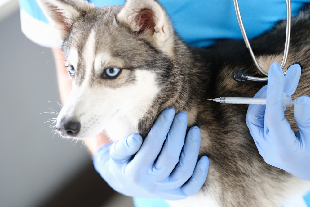 Veterinarian,Doctor,In,Gloves,Gives,Injection,To,Dog,Closeup